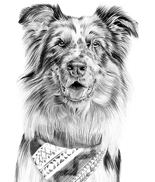 Hundeportrait Portraitzeichnung realistisch zeichnen